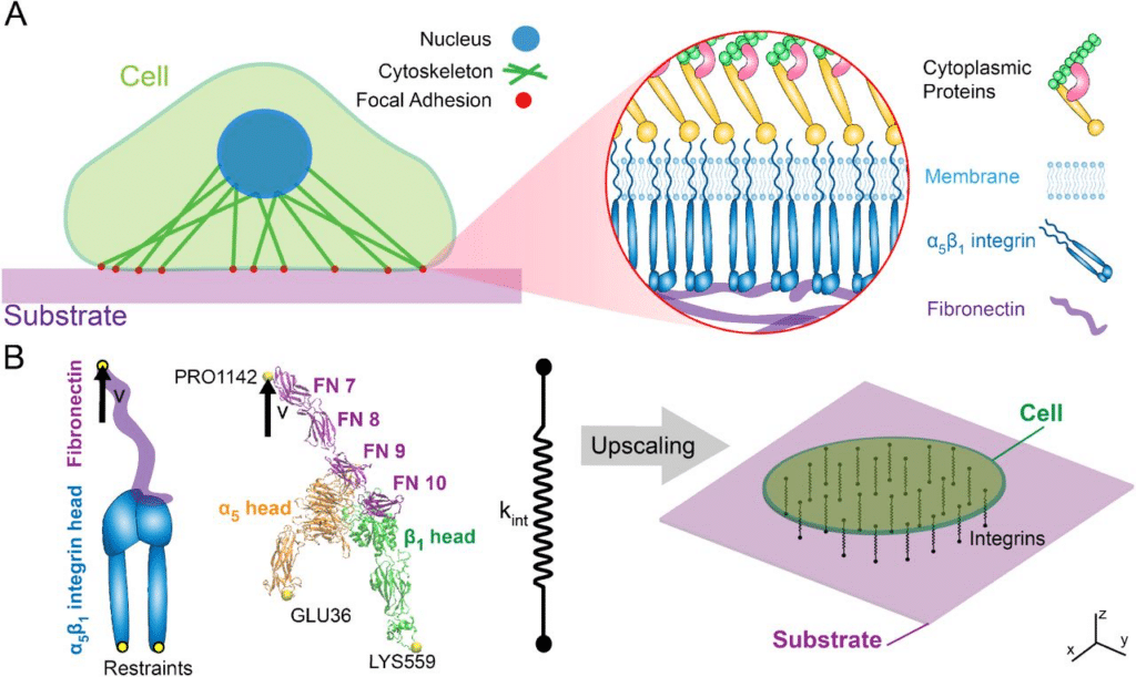 La circulation de l'énergie Vitale dans le corps 4 image 1